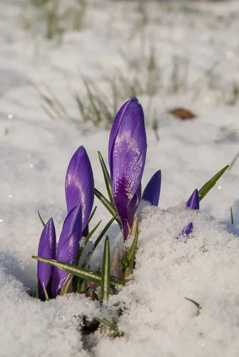 Framed Print : Crocus Hybrid Print in Spring Snow Framed Print : Crocus Hybrid Print in Spring Snow