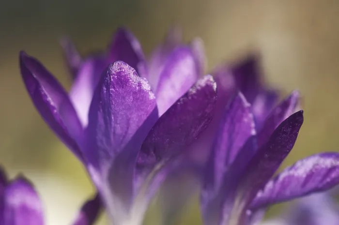 Framed Print : Crocus Iridaceae Print - ImageBROKER