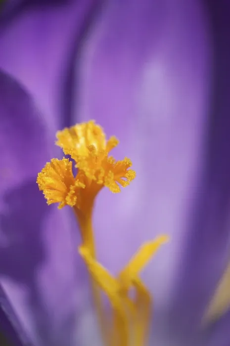 Framed Print : Crocus Iridaceae Print Framed Print : Crocus Iridaceae Print