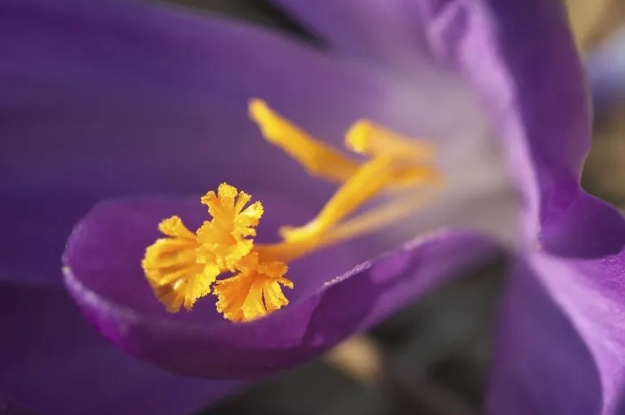 Framed Print : Crocus Iridaceae Print Framed Print : Crocus Iridaceae Print