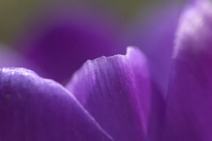 Framed Print : Crocus Iridaceae Print Framed Print : Crocus Iridaceae Print