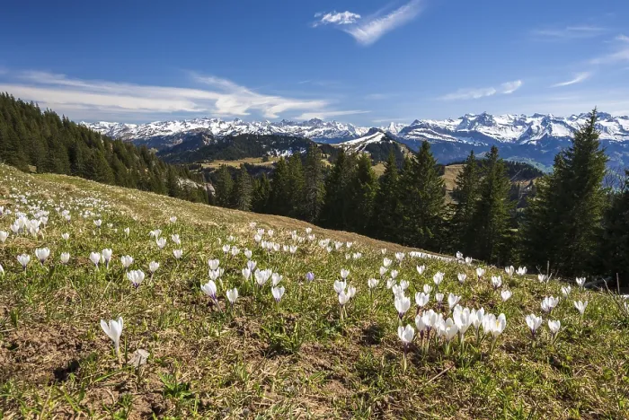 Framed Print : Crocus Meadow in Bloom on the Rigi Print, Switzerland Framed Print : Crocus Meadow in Bloom on the Rigi Print, Switzerland