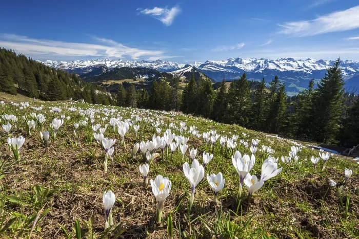 Framed Print : Crocus meadow in bloom on the Rigi, Switzerland Print Framed Print : Crocus meadow in bloom on the Rigi, Switzerland Print