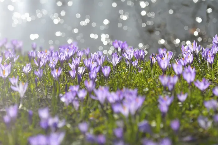 Framed Print : Spring Crocus Print, Husum Schlosspark Germany Framed Print : Spring Crocus Print, Husum Schlosspark Germany
