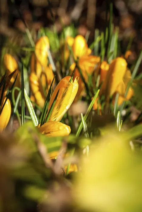Framed Print : Black Forest Crocus Print, Gechingen, Germany Framed Print : Black Forest Crocus Print, Gechingen, Germany