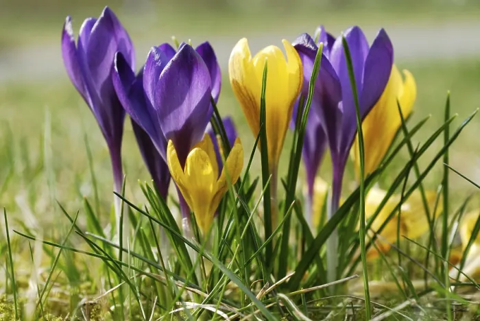 Framed Print : Crocuses Print in Vibrant Colors Framed Print : Crocuses Print in Vibrant Colors