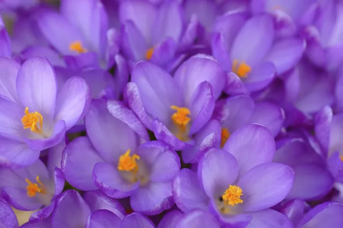 Framed Print : Crocuses Print in a Garden Setting Framed Print : Crocuses Print in a Garden Setting