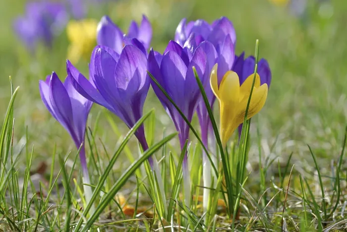 Framed Print : Crocuses Print in a Garden Setting Framed Print : Crocuses Print in a Garden Setting
