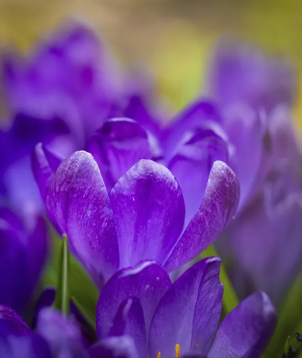 Framed Print : Crocuses Print in a Garden Setting Framed Print : Crocuses Print in a Garden Setting