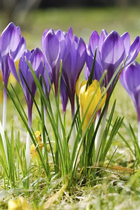 Framed Print : Crocuses Print in Bloom Framed Print : Crocuses Print in Bloom