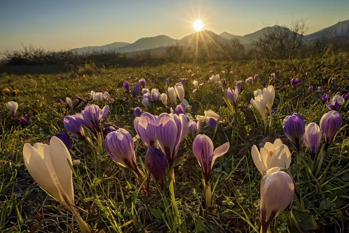 Framed Print : Crocuses in Bloom at Sunset Print Framed Print : Crocuses in Bloom at Sunset Print
