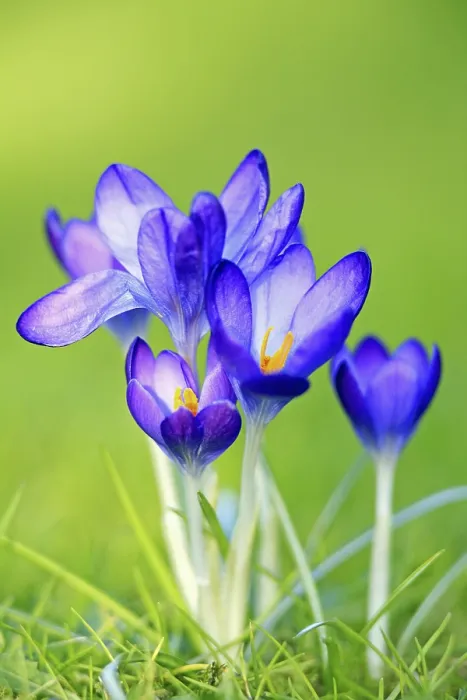 Framed Print : Crocuses Blooms Print - Early Spring Florals Framed Print : Crocuses Blooms Print - Early Spring Florals