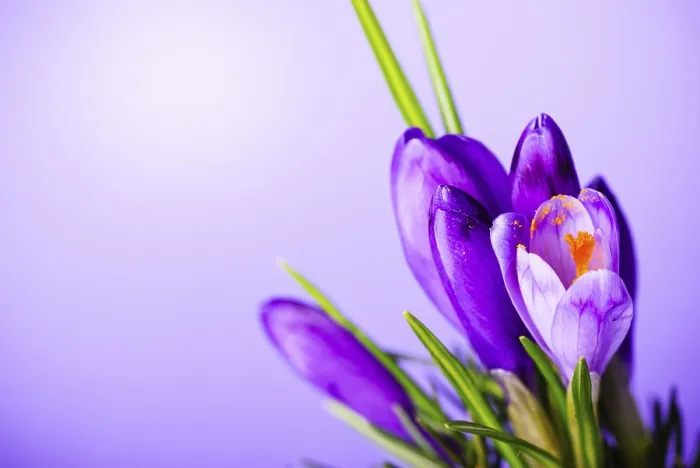 Framed Print : Crocuses Closeup Print on Violet Background Framed Print : Crocuses Closeup Print on Violet Background