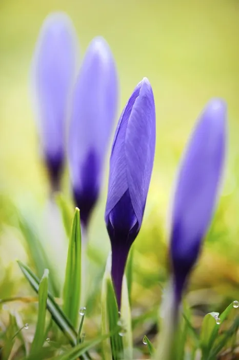 Framed Print : Crocus Print - Spring Blooms in Color Framed Print : Crocus Print - Spring Blooms in Color