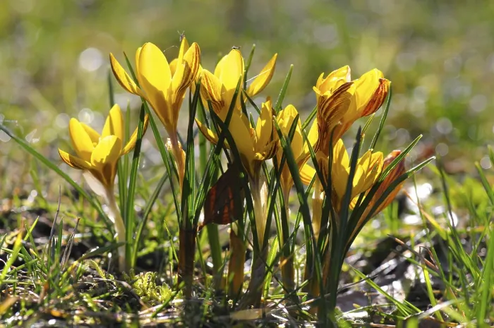 Framed Print : Crocus Print - Spring Flowers in Bloom Framed Print : Crocus Print - Spring Flowers in Bloom