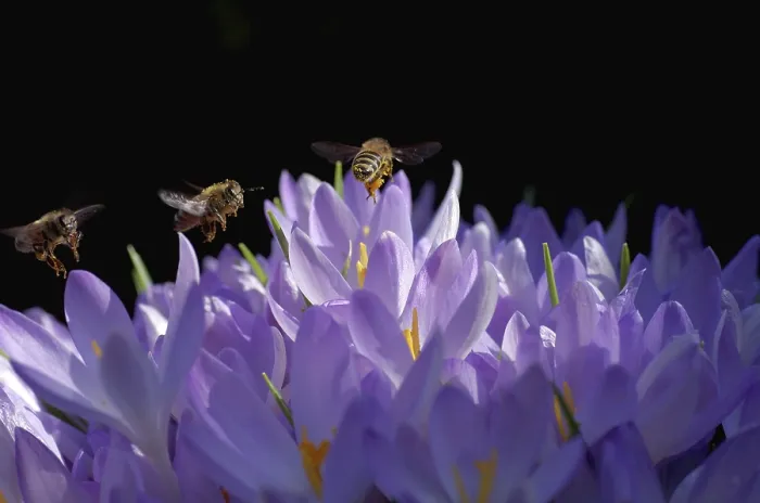 Framed Print : Crocuses and Bees Print with Sunlit Honeybees