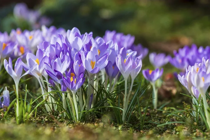 Framed Print : Crocuses in Bloom Print