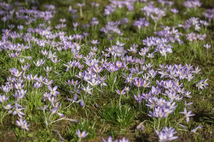 Framed Print : Crocuses in Bloom, Bavaria Print Framed Print : Crocuses in Bloom, Bavaria Print