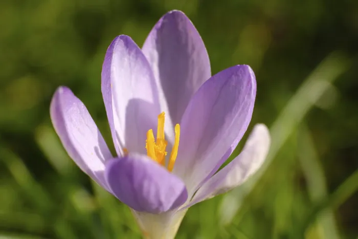 Framed Print : Early Blooming Crocuses Print, Germany Framed Print : Early Blooming Crocuses Print, Germany