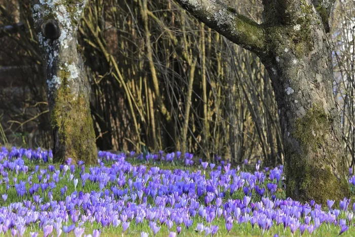 Framed Print : Crocuses in Spring, Zavelstein, Germany Print Framed Print : Crocuses in Spring, Zavelstein, Germany Print