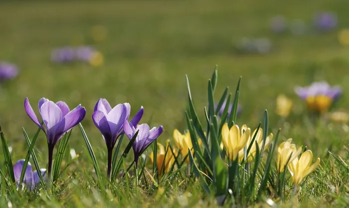 Framed Print : Crocuses in Bavarian Grassland Print, Germany Framed Print : Crocuses in Bavarian Grassland Print, Germany