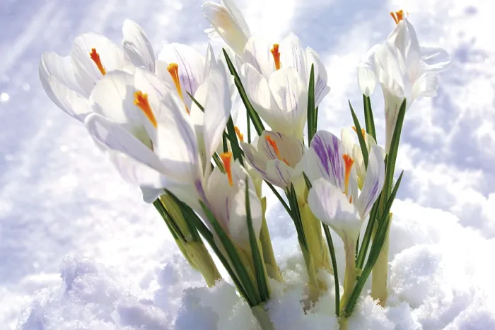Framed Print : Crocuses Growing Through the Snow Print Framed Print : Crocuses Growing Through the Snow Print