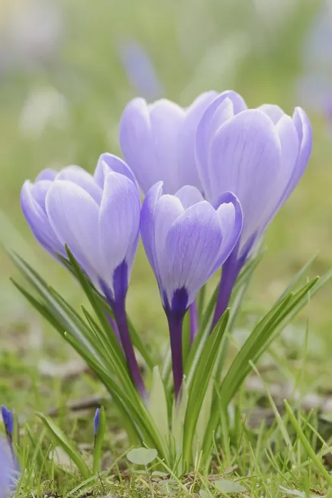 Framed Print : Crocuses in Bloom Print, North Rhine-Westphalia, Germany Framed Print : Crocuses in Bloom Print, North Rhine-Westphalia, Germany
