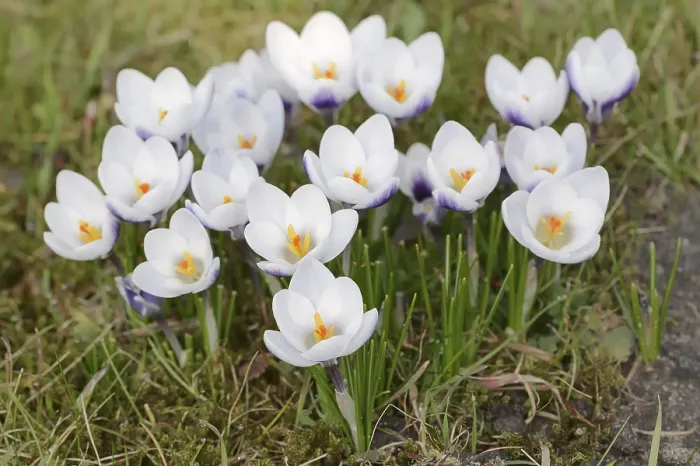 Framed Print : Crocuses in Bloom, North Rhine-Westphalia Print Framed Print : Crocuses in Bloom, North Rhine-Westphalia Print