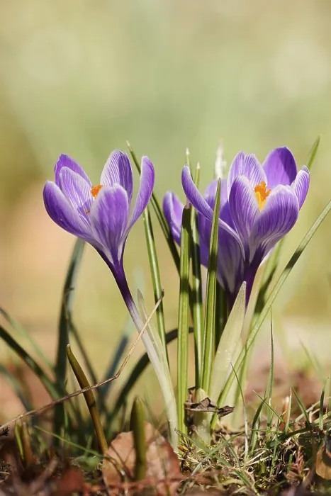Framed Print : Crocuses (Crocus spec.) Print, North Rhine-Westphalia, Germany