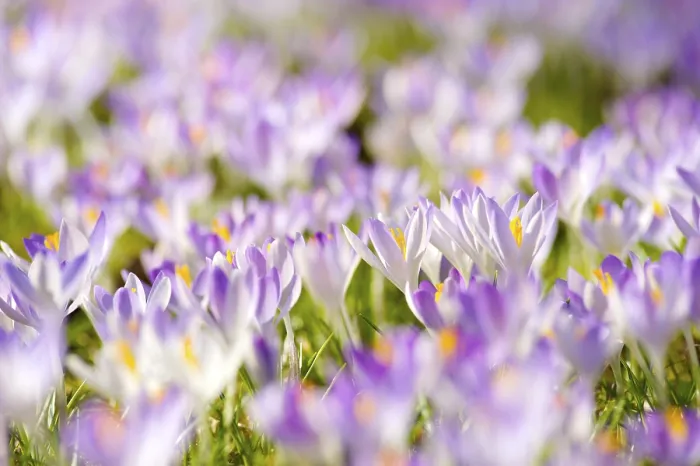 Framed Print : Crocuses in Spring Print - Early Bloomers Framed Print : Crocuses in Spring Print - Early Bloomers