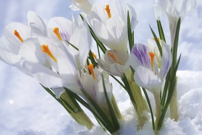 Framed Print : Crocuses in the Snow Print