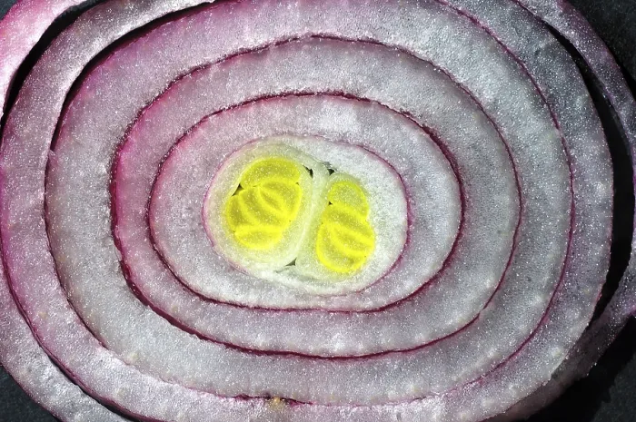 Framed Print : Cross-section of an Onion Print Framed Print : Cross-section of an Onion Print