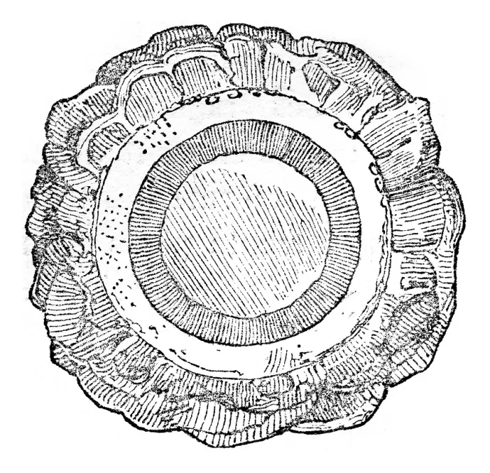 Framed Print : Cross Section of a Recent Trunk Zamia Print, 1844