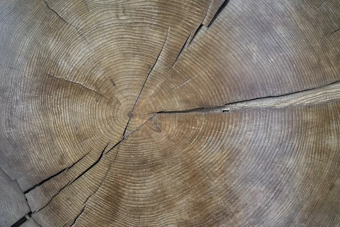 Framed Print : Cross-section through a tree trunk with annual rings Print, Blair Castle, Scotland