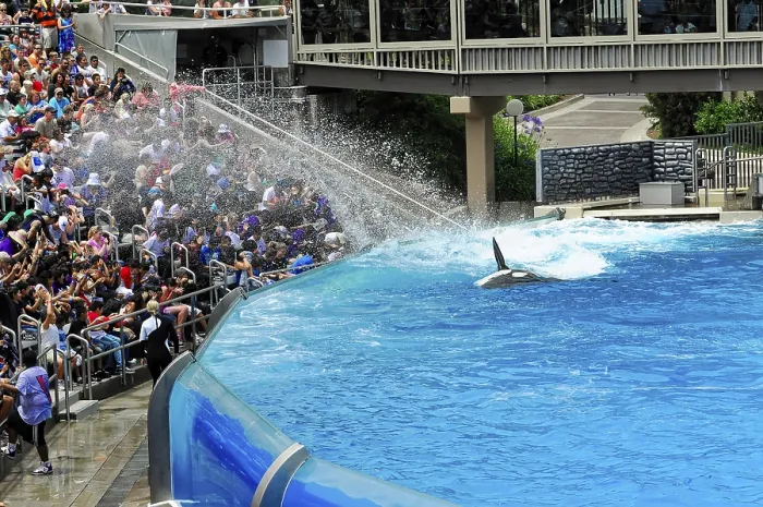 Framed Print : Crowd watches orca in action, Shamu Stadium Print