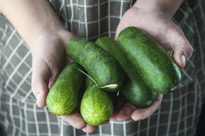 Framed Print : Cucumbers in the Hands Stained in the Ground Print Framed Print : Cucumbers in the Hands Stained in the Ground Print