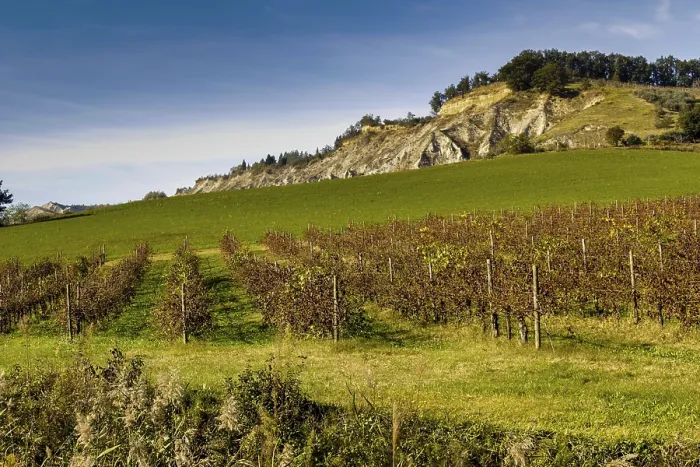 Framed Print : Autumn Vineyards Print Framed Print : Autumn Vineyards Print