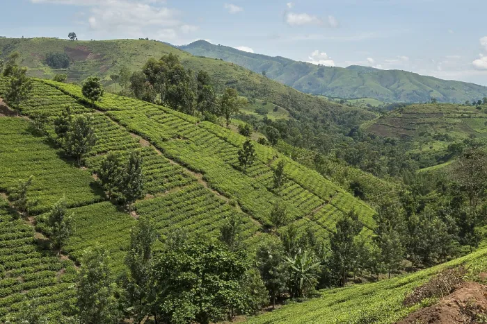 Framed Print : Cultivated Fields on a Slope, Uganda Print Framed Print : Cultivated Fields on a Slope, Uganda Print