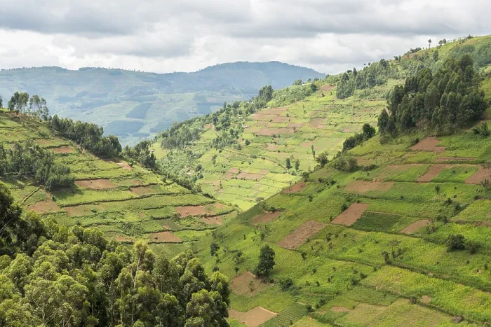Framed Print : Cultivated Fields on Slopes, Uganda Print Framed Print : Cultivated Fields on Slopes, Uganda Print