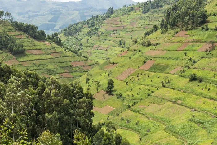 Framed Print : Cultivated Fields on Slopes, Uganda Print Framed Print : Cultivated Fields on Slopes, Uganda Print