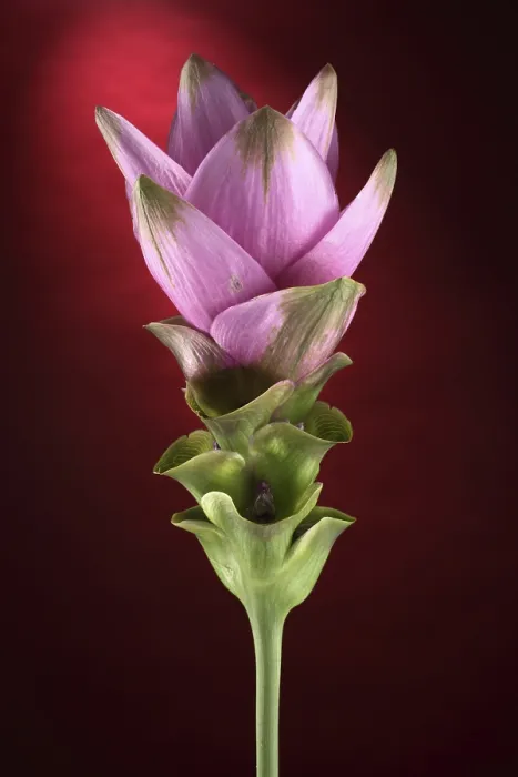 Framed Print : Curcuma Curcuma Print Framed Print : Curcuma Curcuma Print