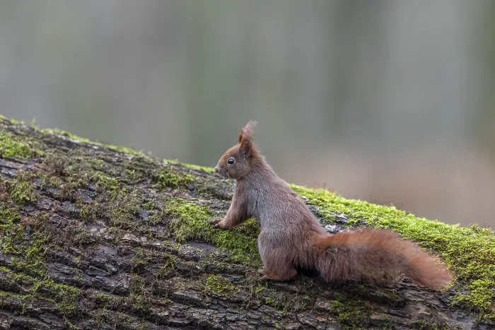 Framed Print : Curious Squirrel Inspects Tree Trunk Print Framed Print : Curious Squirrel Inspects Tree Trunk Print