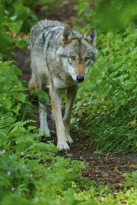 Framed Print : A Curious Wolf on a Forest Path Print, Germany Framed Print : A Curious Wolf on a Forest Path Print, Germany