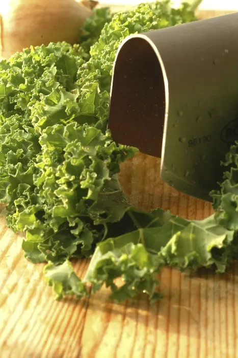 Framed Print : Curly Kale Print, Leafy Green Vegetable Framed Print : Curly Kale Print, Leafy Green Vegetable