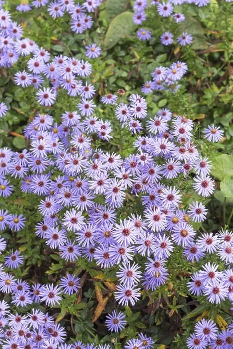 Framed Print : Cushion Aster Print - Aster 'Prof. Anton Kippenberg' Framed Print : Cushion Aster Print - Aster 'Prof. Anton Kippenberg'