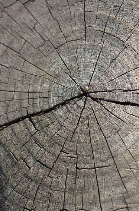 Framed Print : Cut Tree Stump Surface Print Framed Print : Cut Tree Stump Surface Print