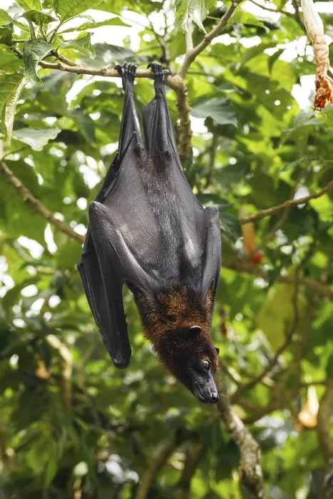 Framed Print : Cute and Fluffy Flying Fox Print Framed Print : Cute and Fluffy Flying Fox Print