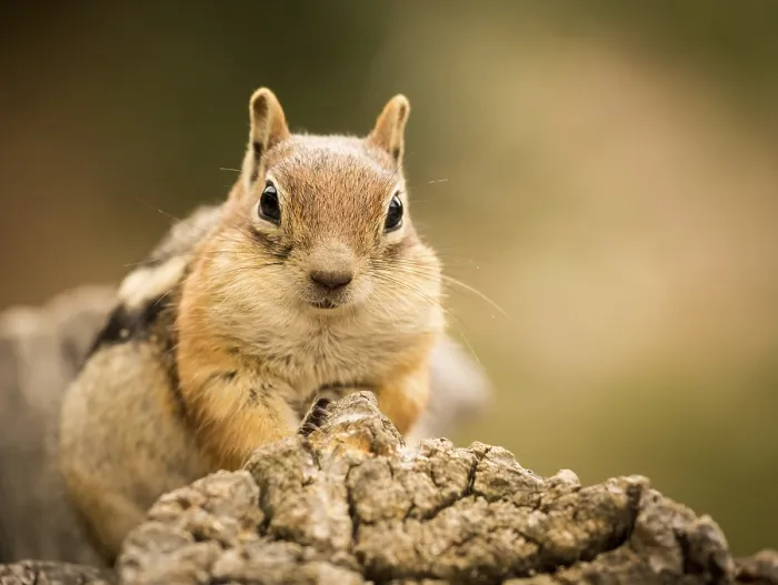 Framed Print : Cute Chipmunk Print - Quizzical Expression Framed Print : Cute Chipmunk Print - Quizzical Expression