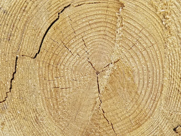 Framed Print : Cutoff Log Background Print from imageBROKER