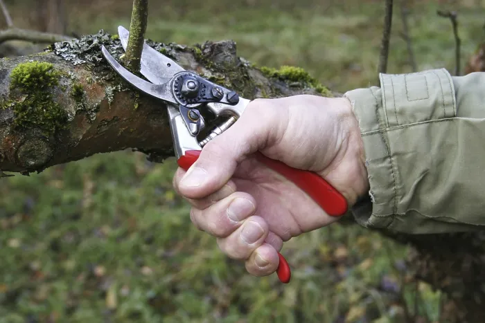 Framed Print : Cutting of a Fruit Tree Print with Pruning Shears Framed Print : Cutting of a Fruit Tree Print with Pruning Shears